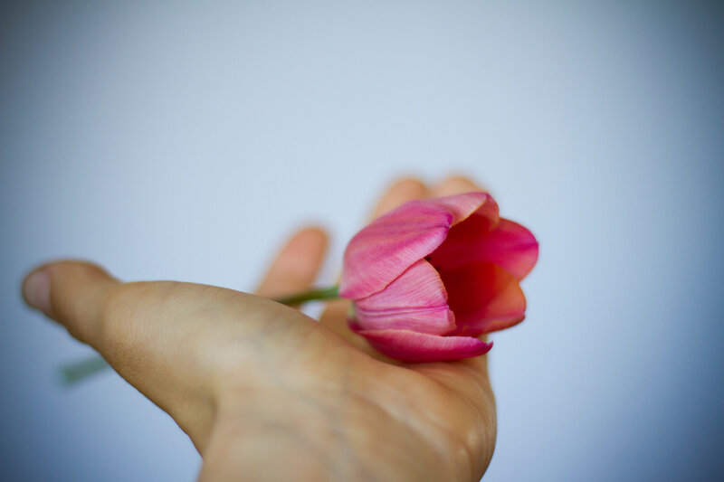 Hand Holding Tulip