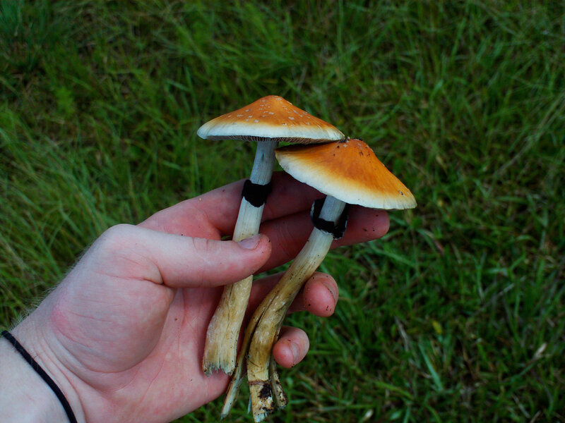 hand holding two mushrooms