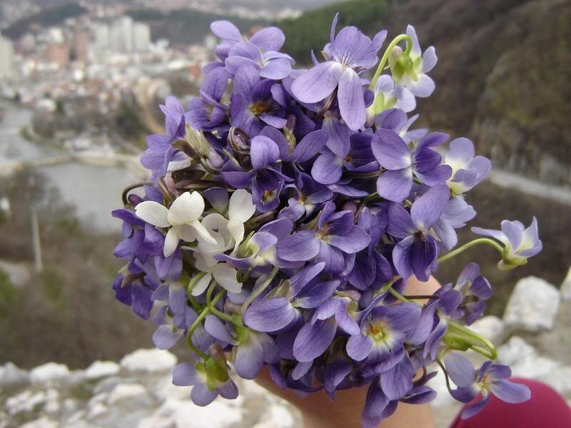 Hand Holding Violets