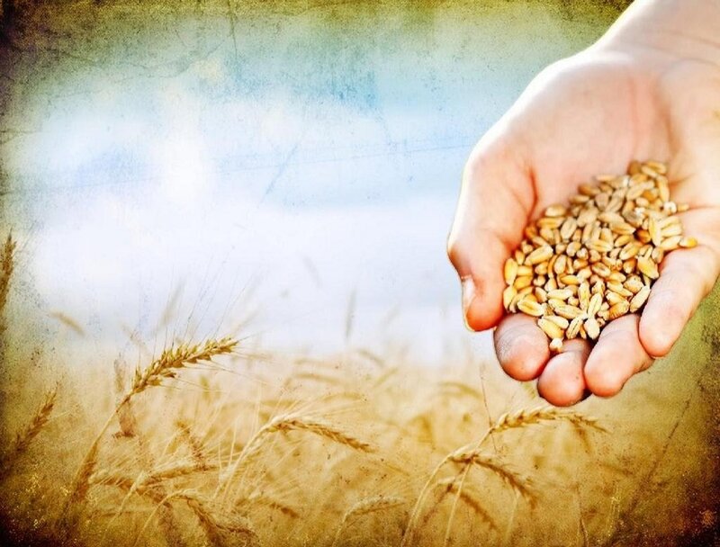 Hand Holding Wheat Grains