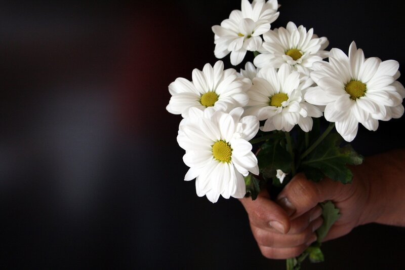 hand holding white daisies