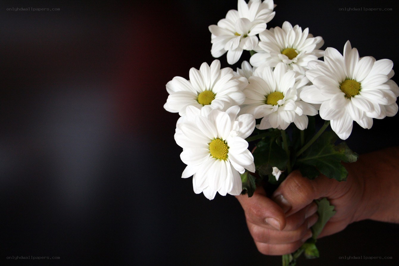 hand holding white daisies