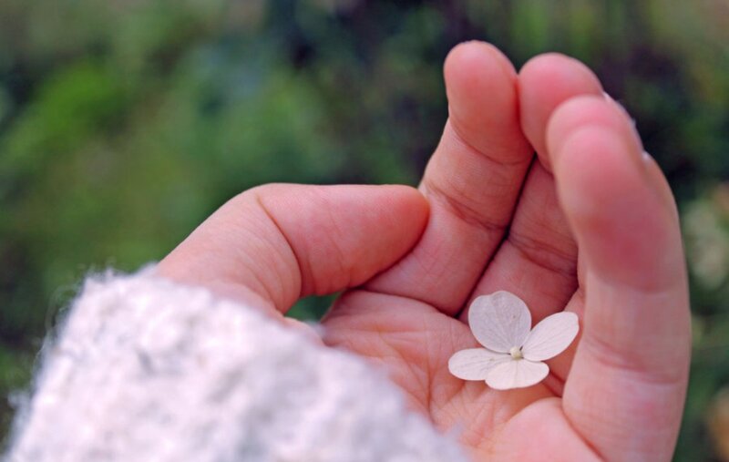 Hand Holding White Flower — Calm