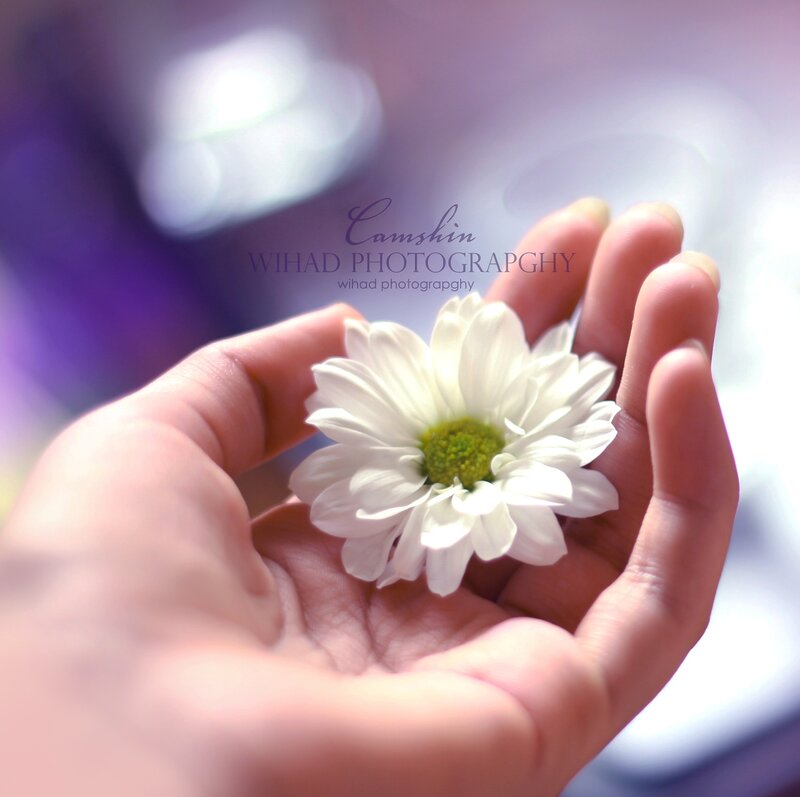 Hand Holding White Flower — Serene