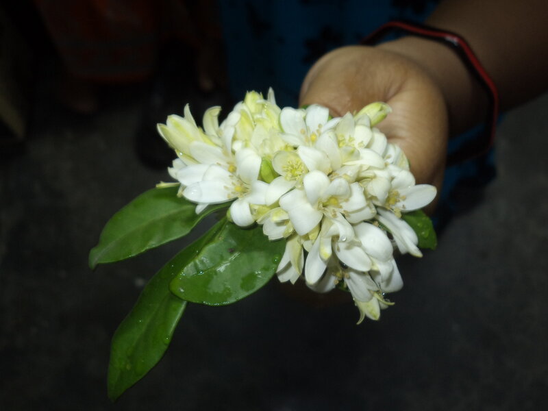 Hand Holding White Flowers — Calm