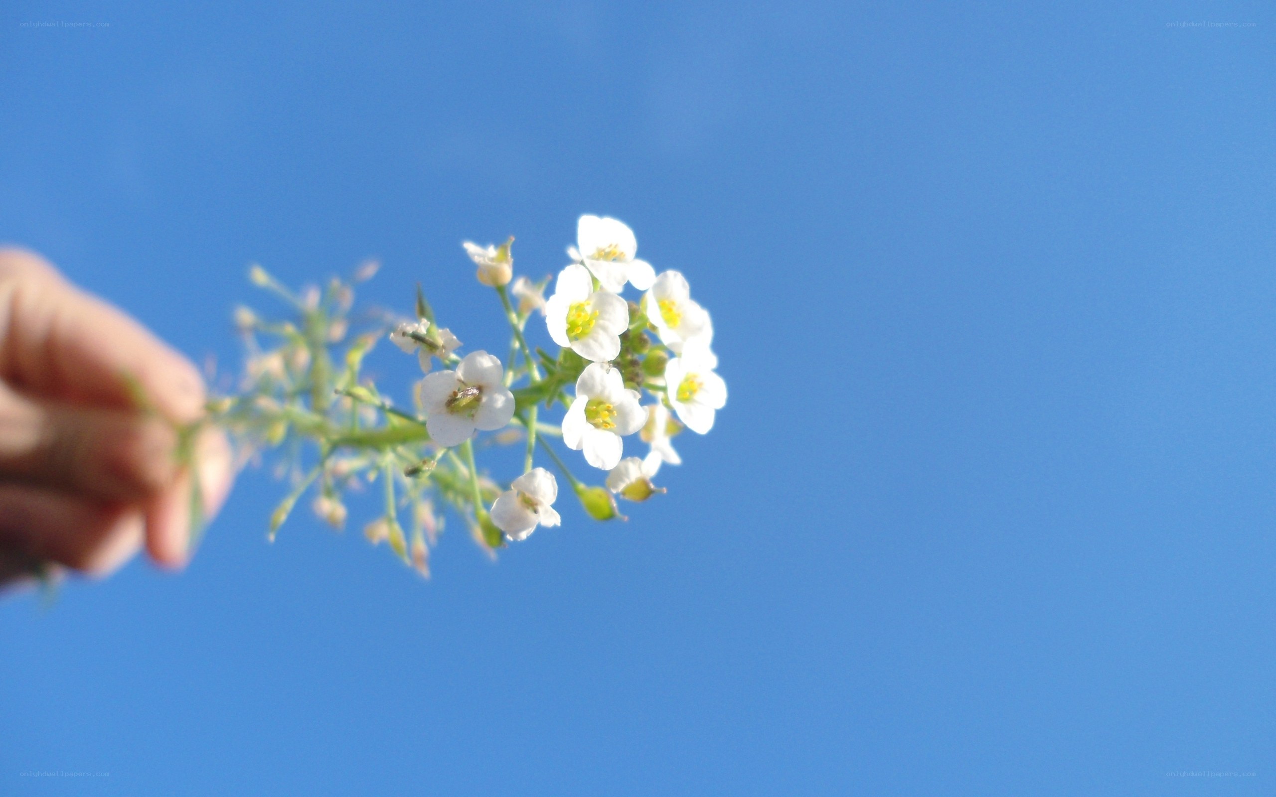 hand holding white flowers
