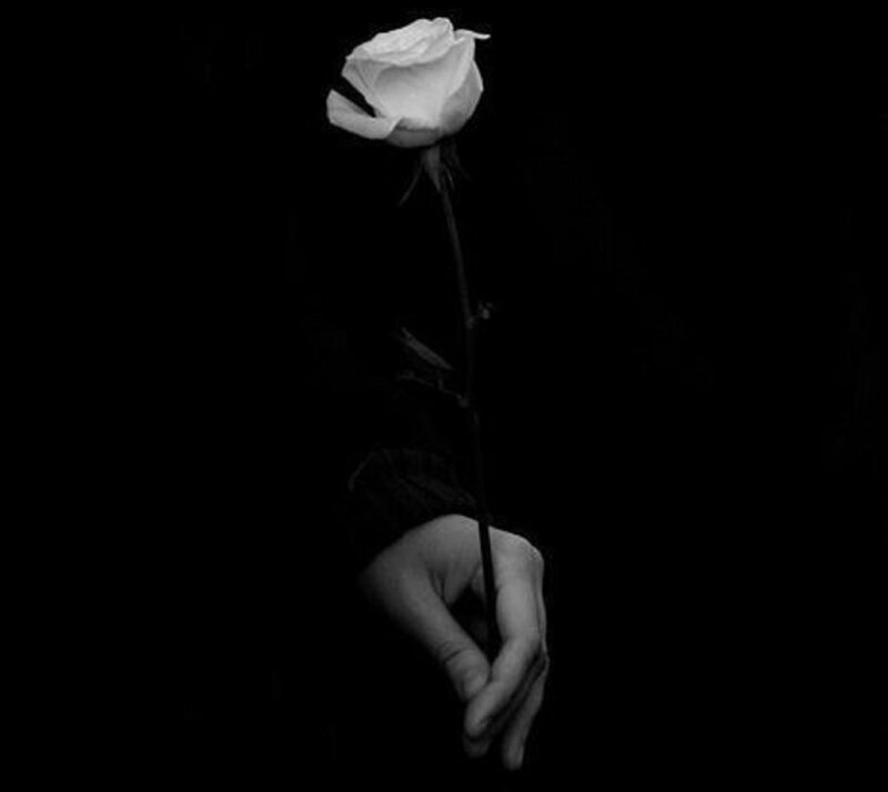 Hand Holding White Rose — Black