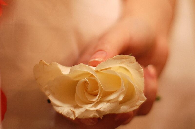Hand Holding White Rose — Calm