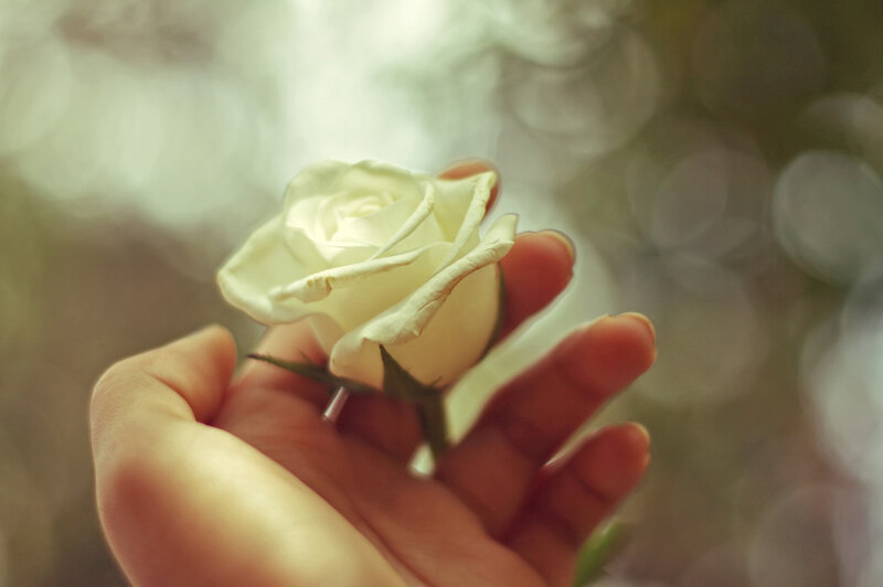 Hand Holding White Rose — Serene