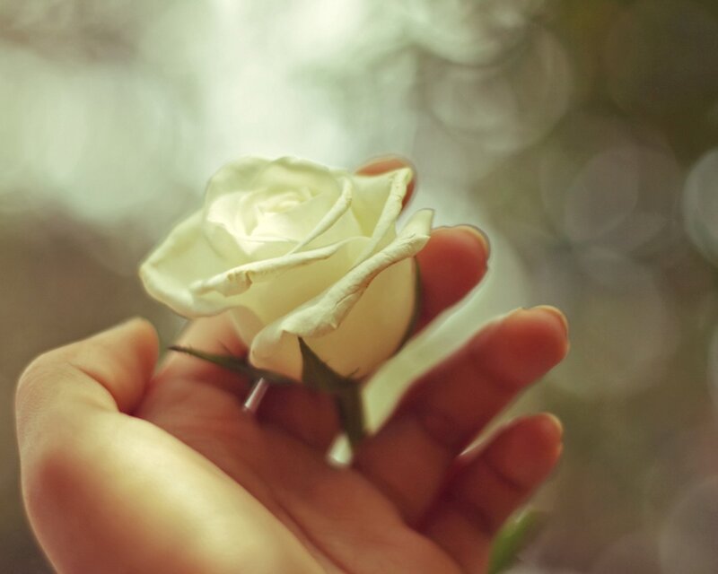 hand holding white rose
