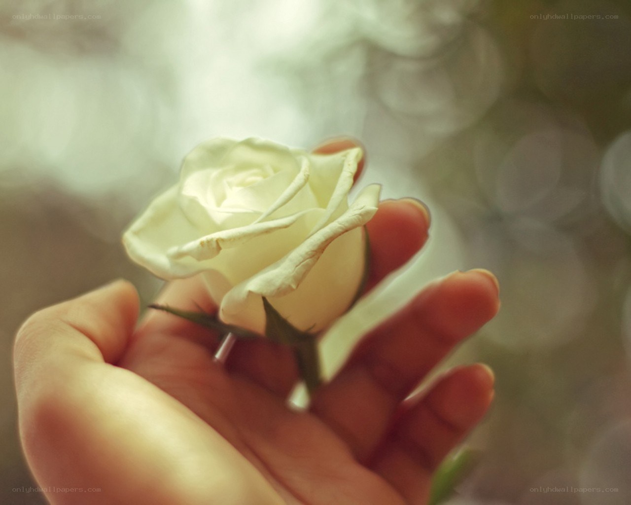 hand holding white rose