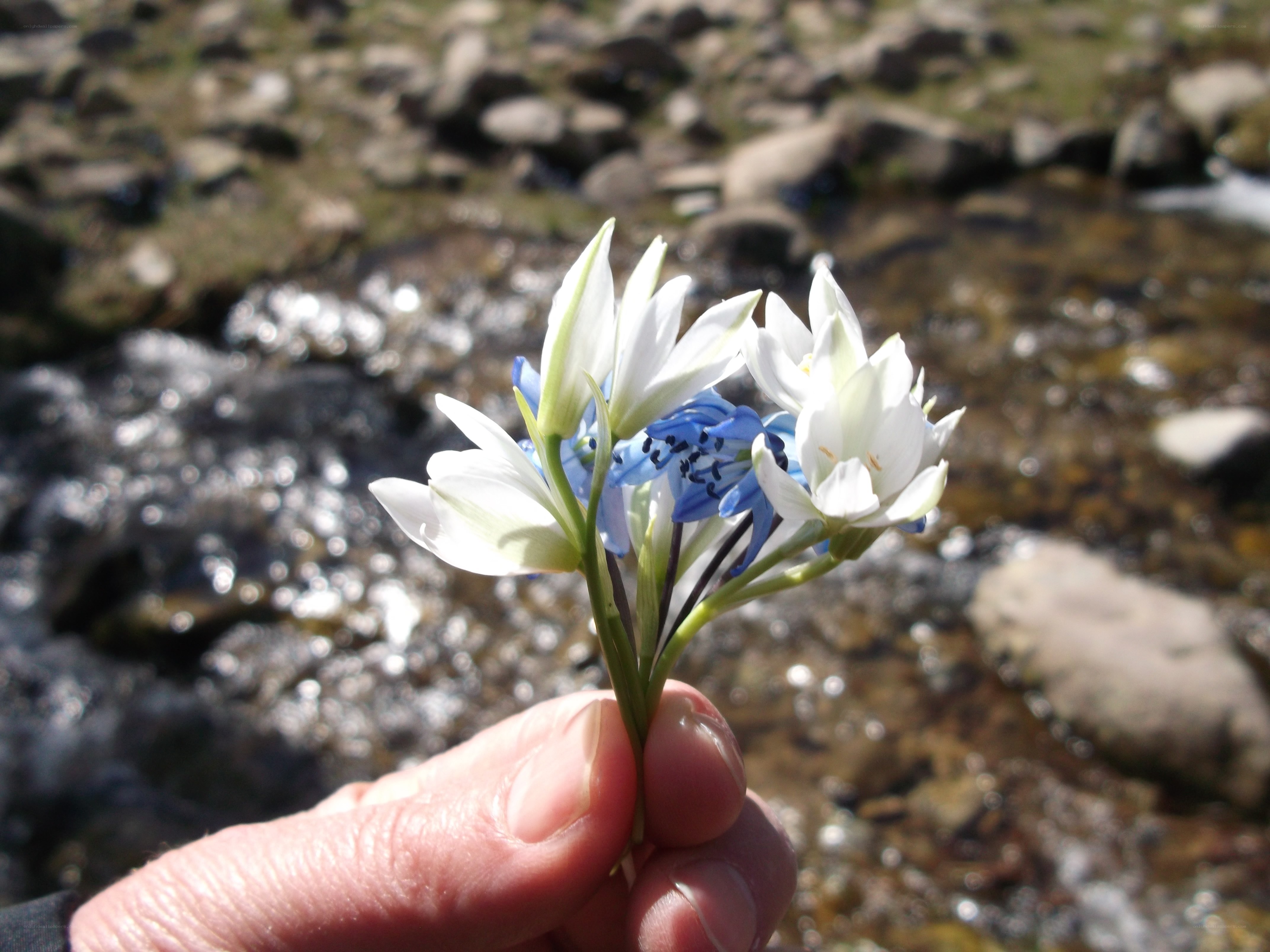 Hand holding wildflowers by a stream