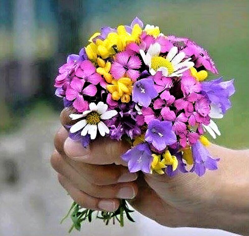 Hand Holding Wildflowers