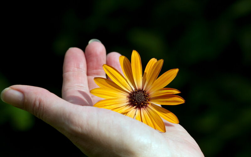 Hand Holding Yellow Flower — Serene, Afternoon