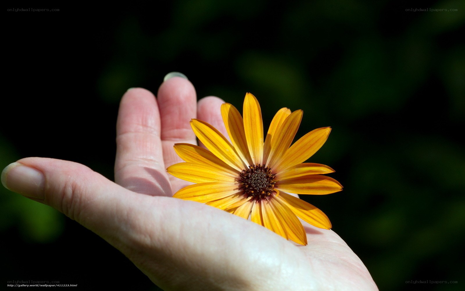 hand holding yellow flower