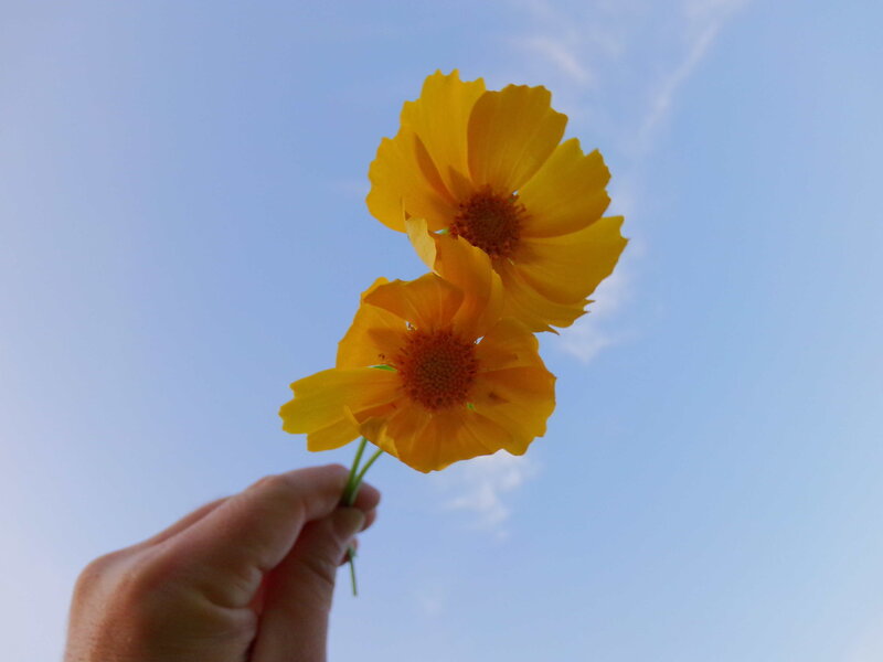 Hand Holding Yellow Flowers — Serene