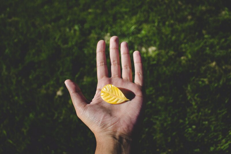 Hand Holding Yellow Leaf
