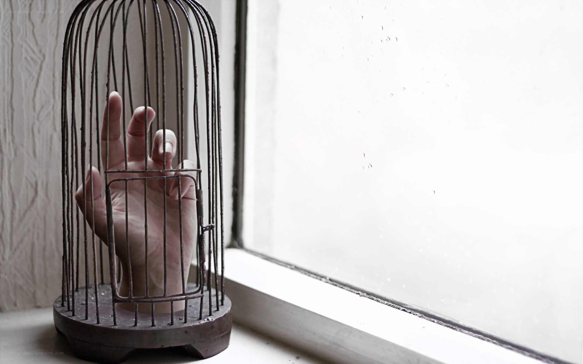 hand in a birdcage