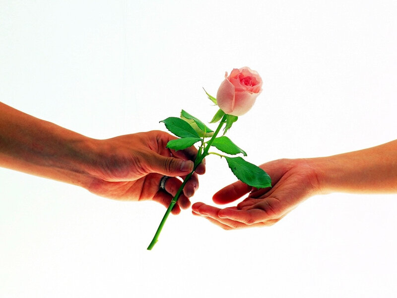 Hand offering a pink rose