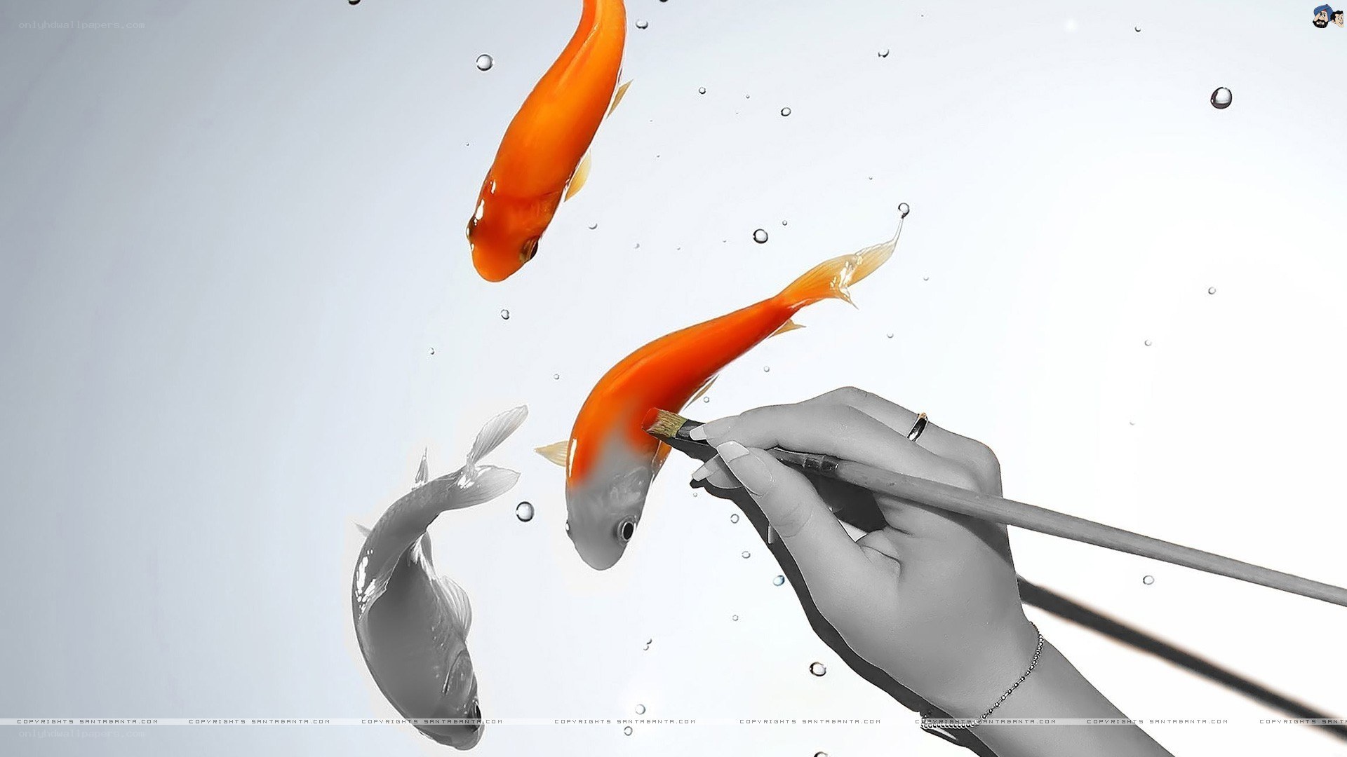 hand painting fish underwater