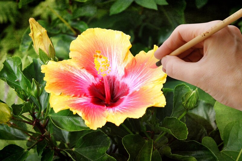 Hand Painting Hibiscus Flower