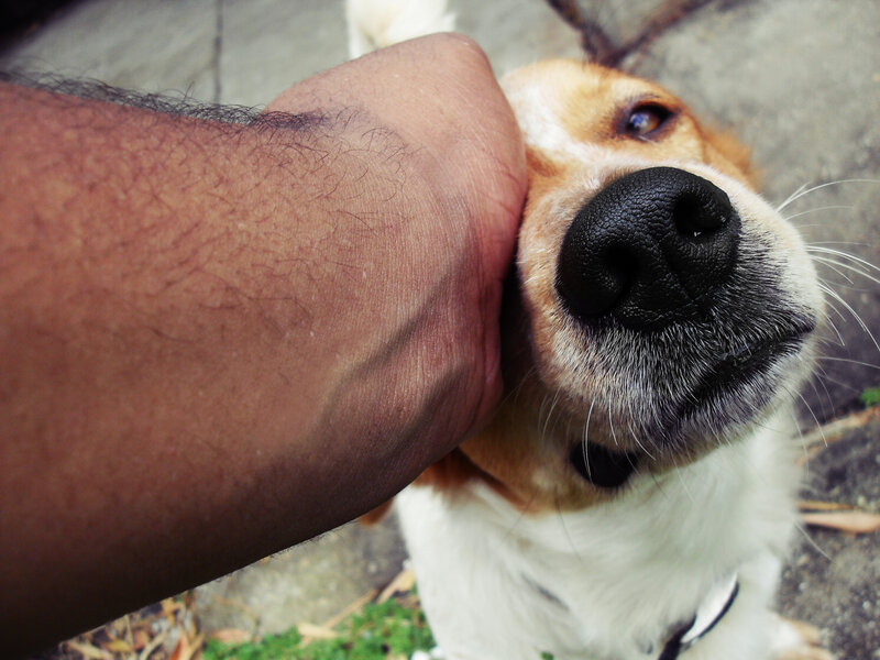 hand petting a dog