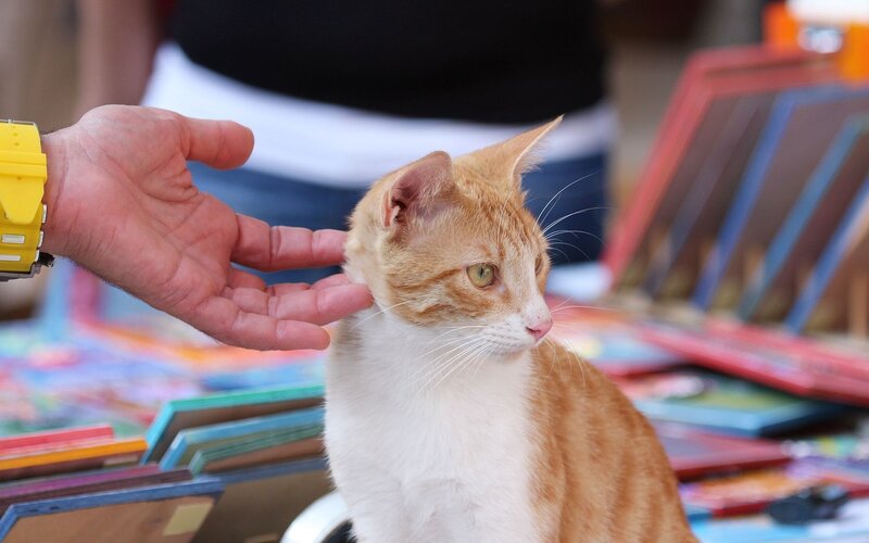 Hand petting a ginger cat