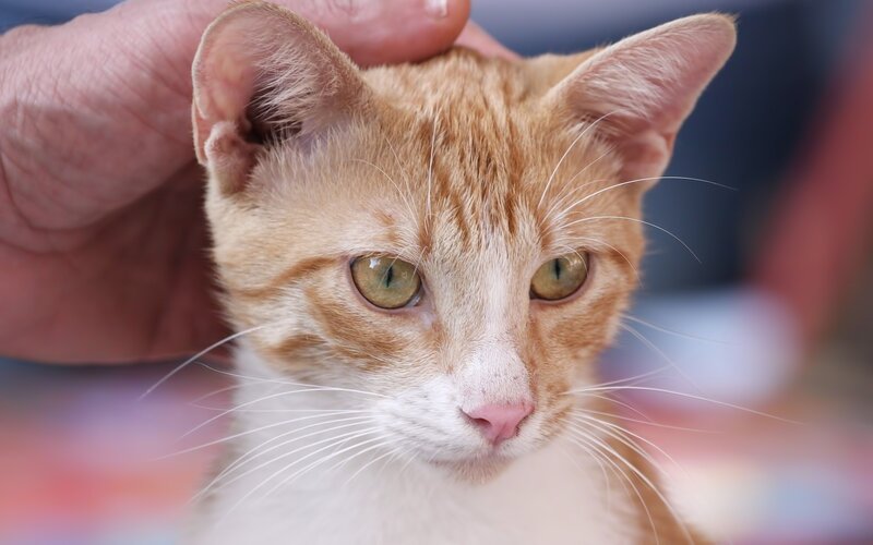 Hand petting a ginger cat