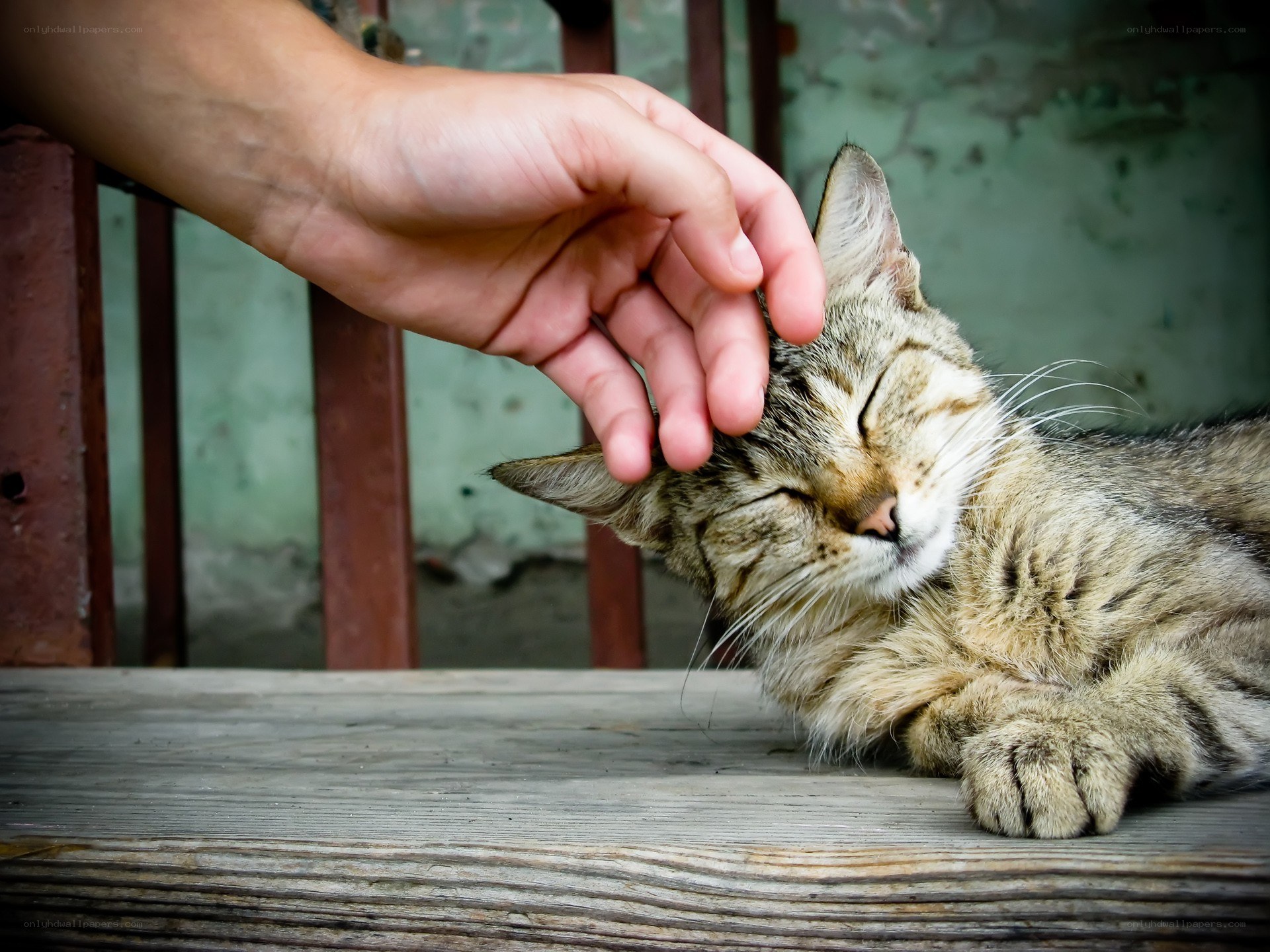Hand petting a sleeping cat
