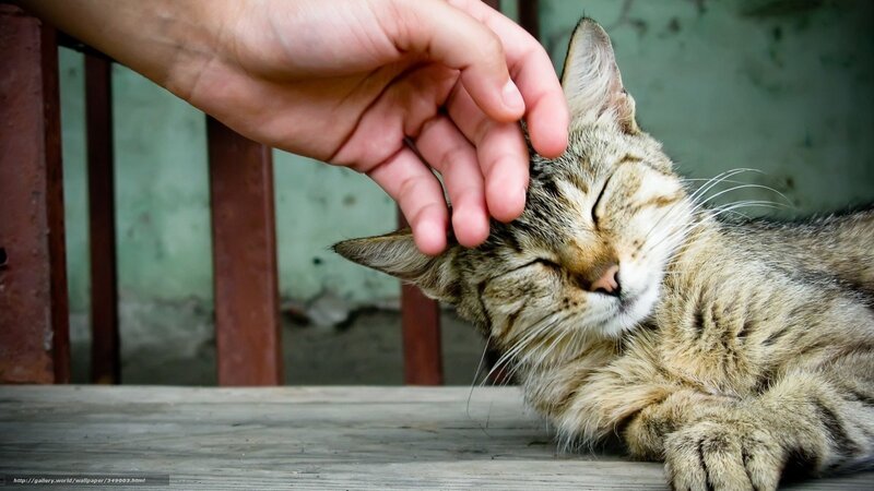 Hand petting a sleeping cat