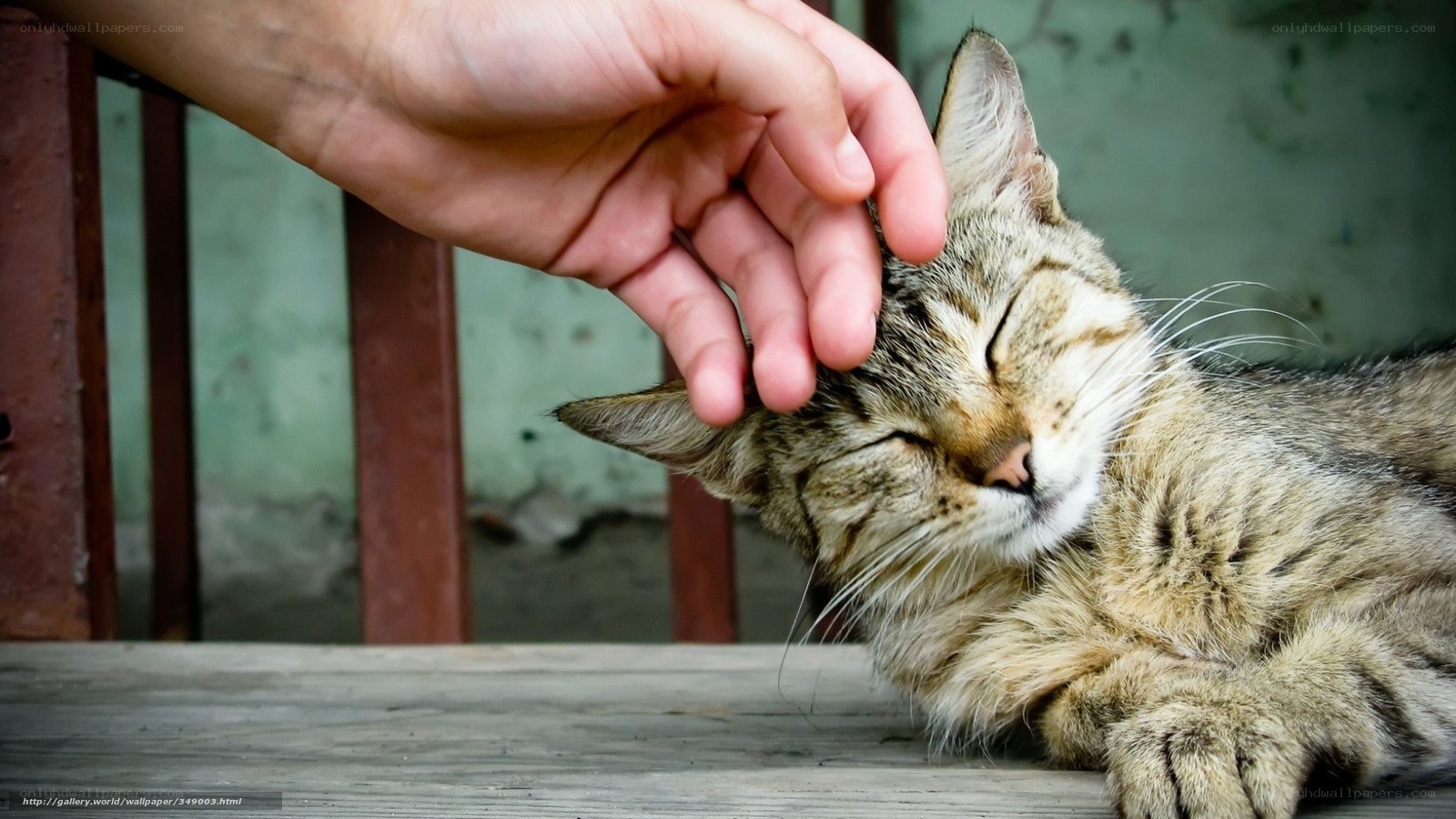 Hand petting a sleeping cat