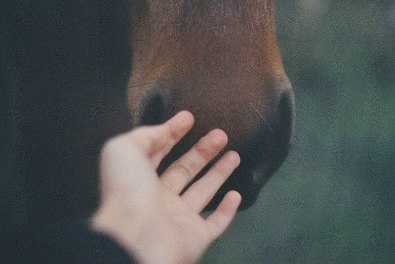 Hand Petting Horse Nose