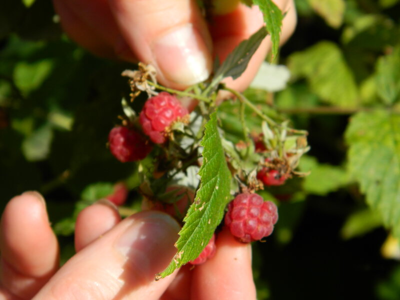 Hand Picking Raspberries