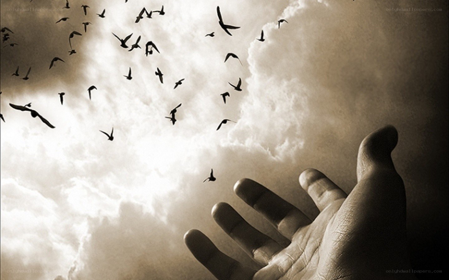 Hand reaching for birds
