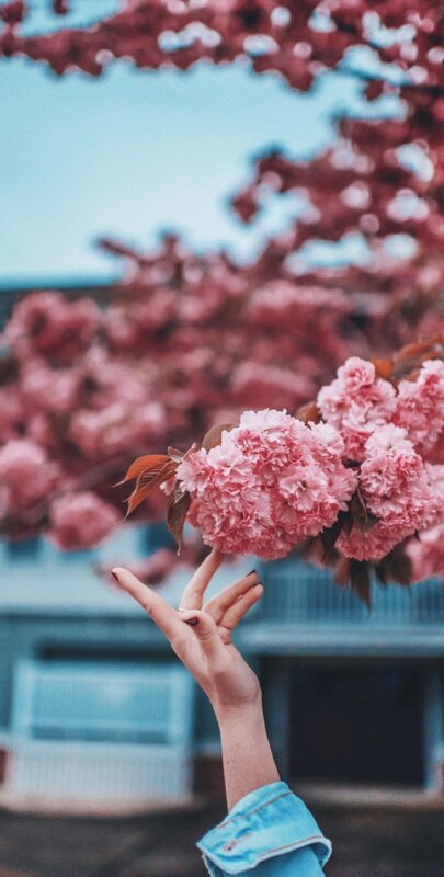 Hand Reaching for Cherry Blossoms
