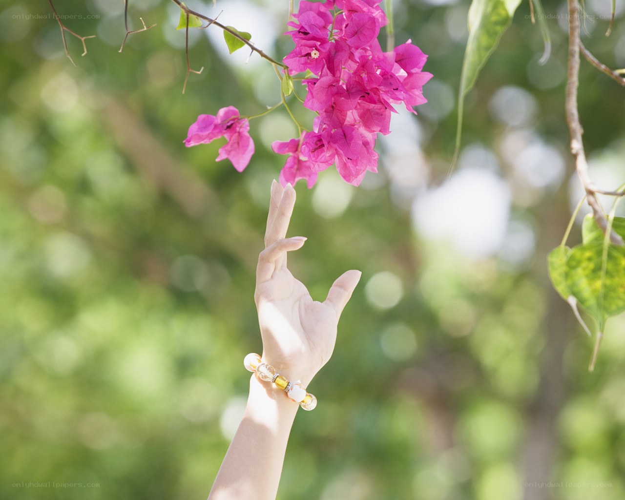 Hand reaching for pink flowers