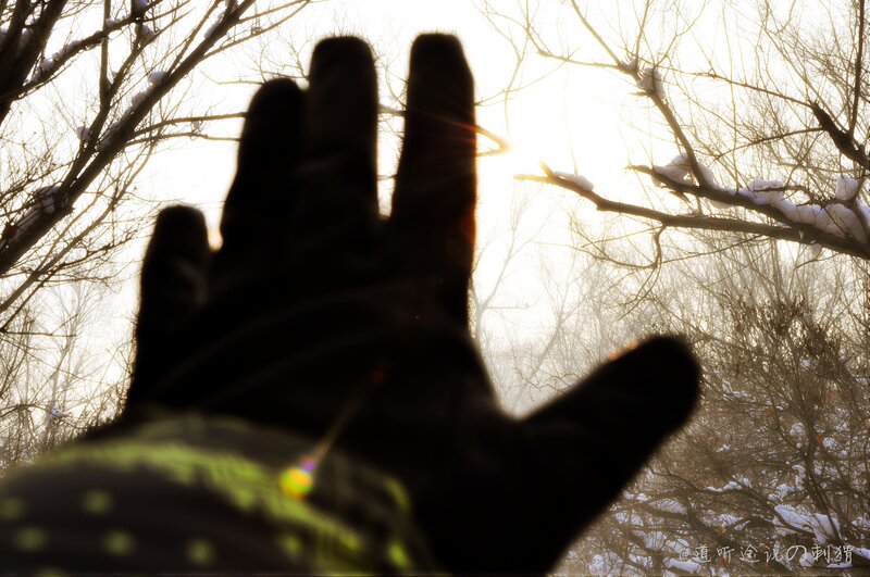 hand reaching for sunlight