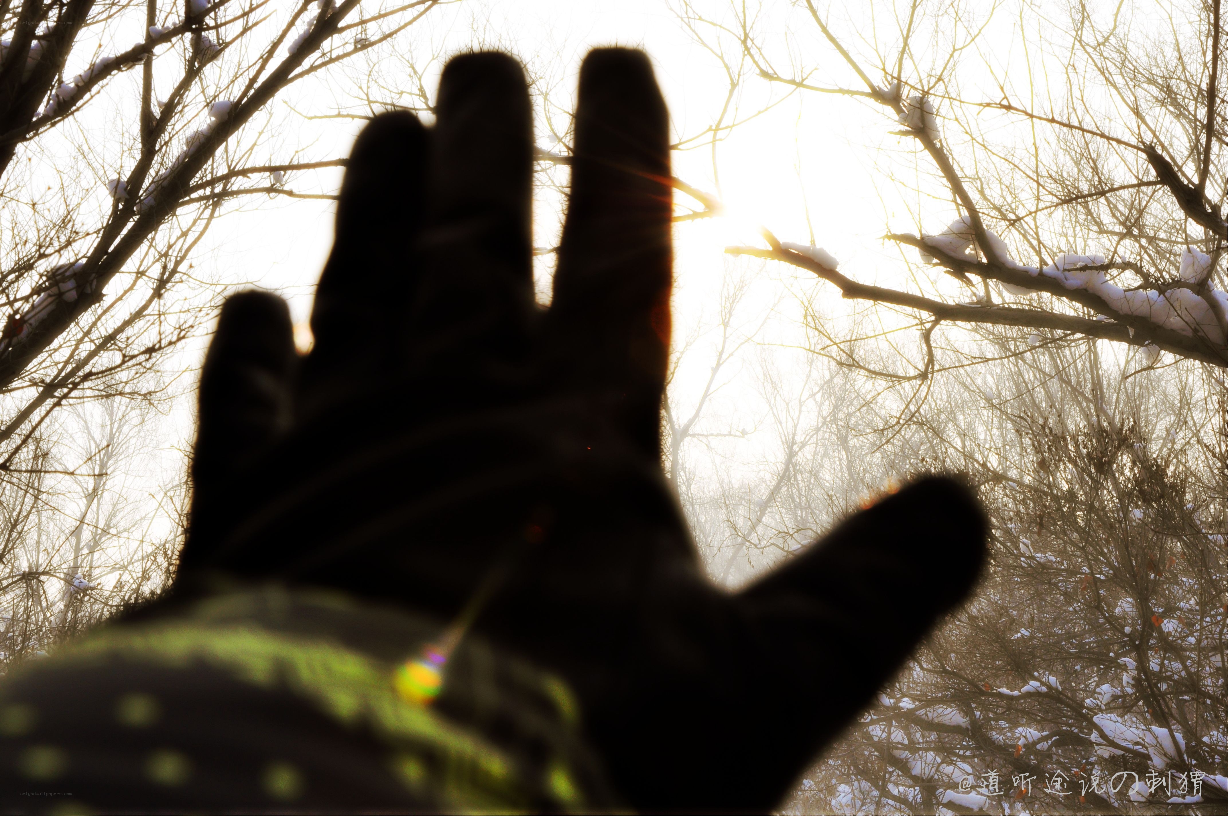 hand reaching for sunlight
