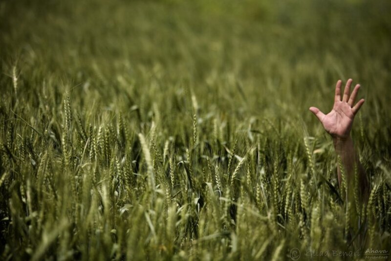 hand reaching from wheat field