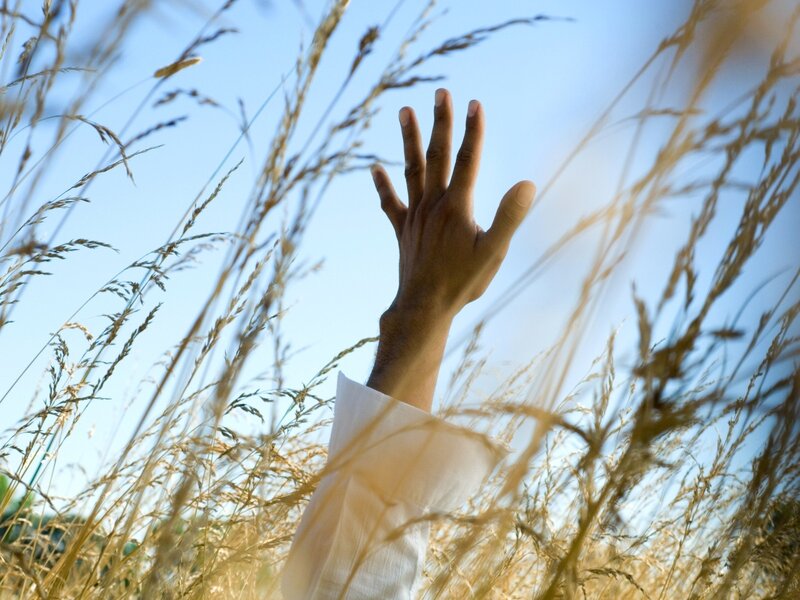 hand reaching through tall grass