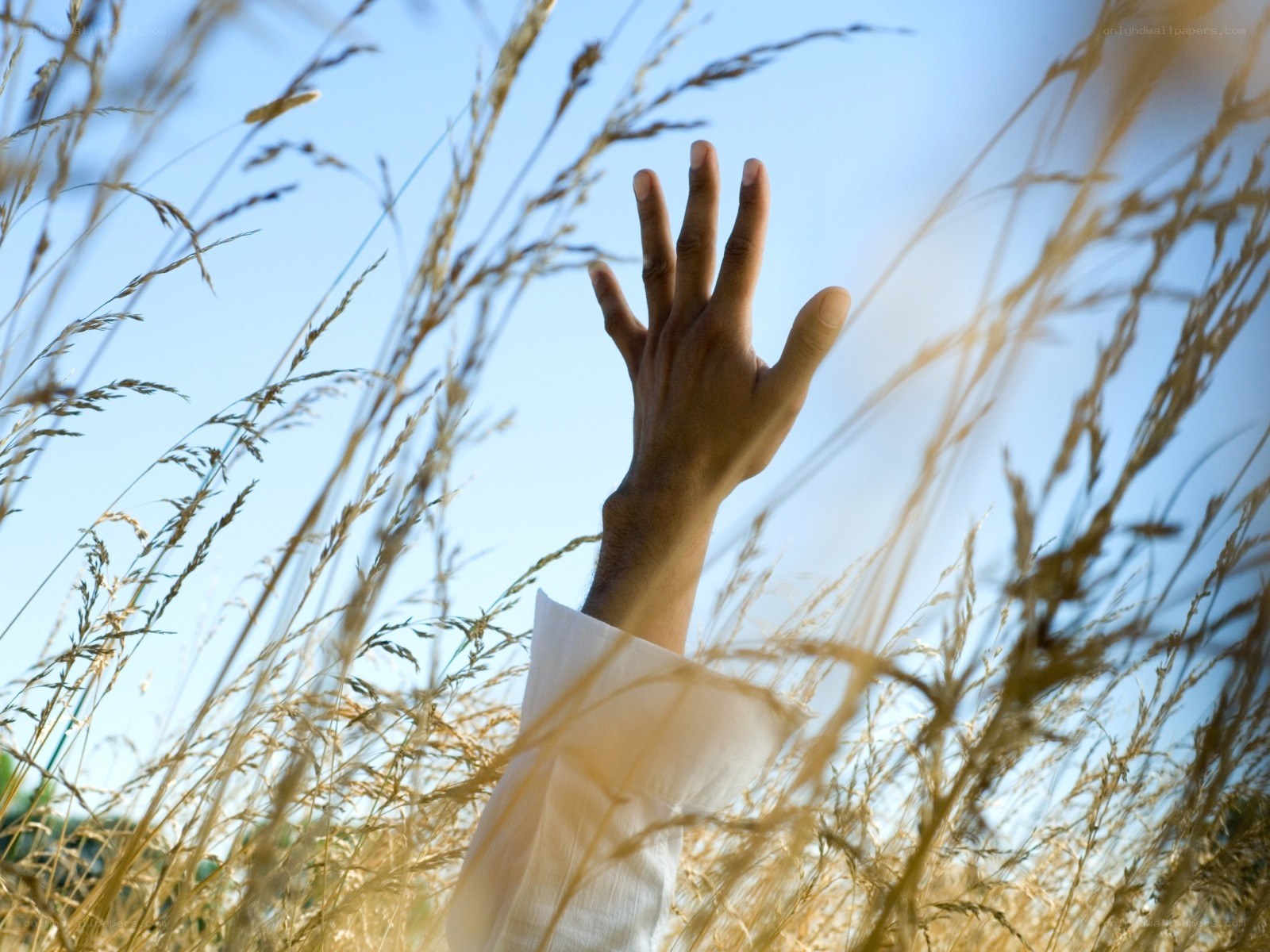 hand reaching through tall grass
