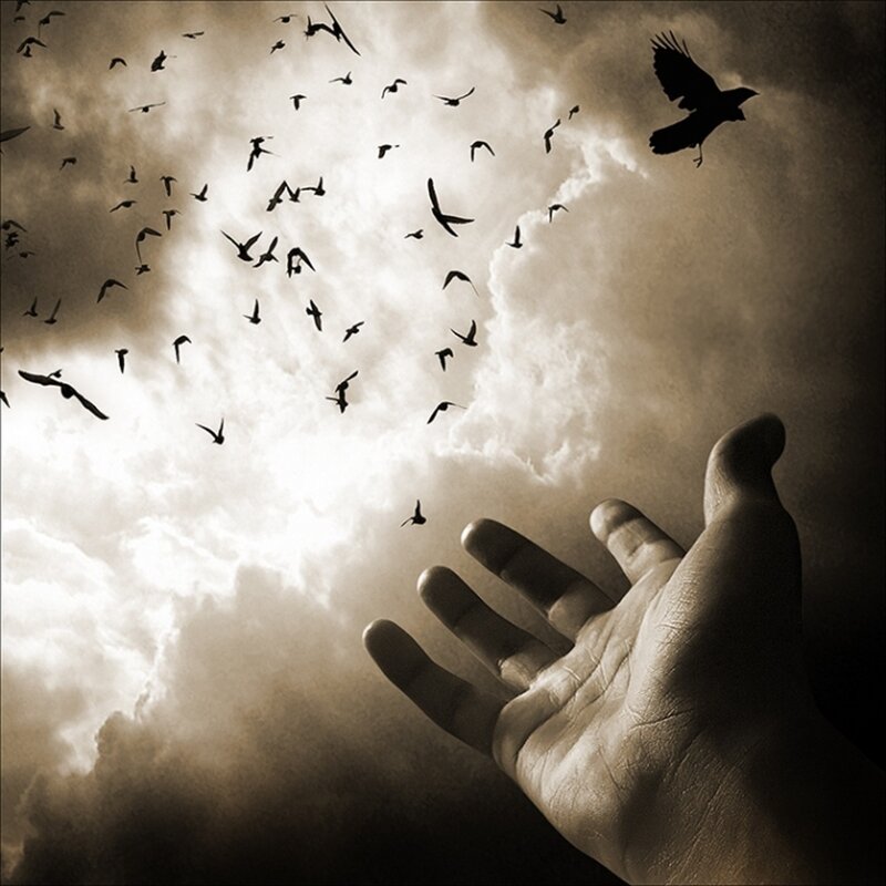 Hand Reaching Up to Birds