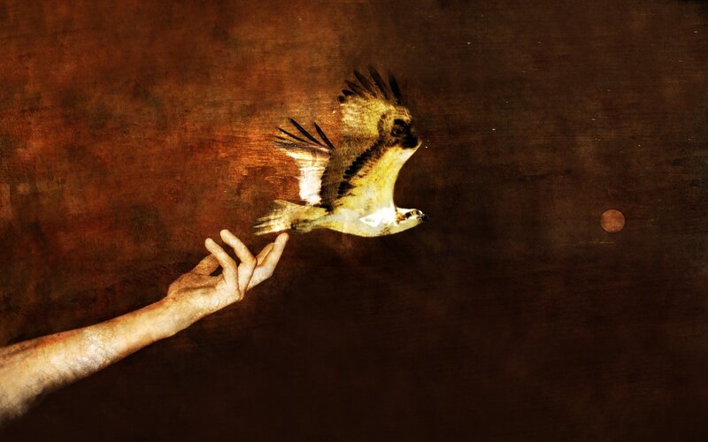 hand releasing a bird