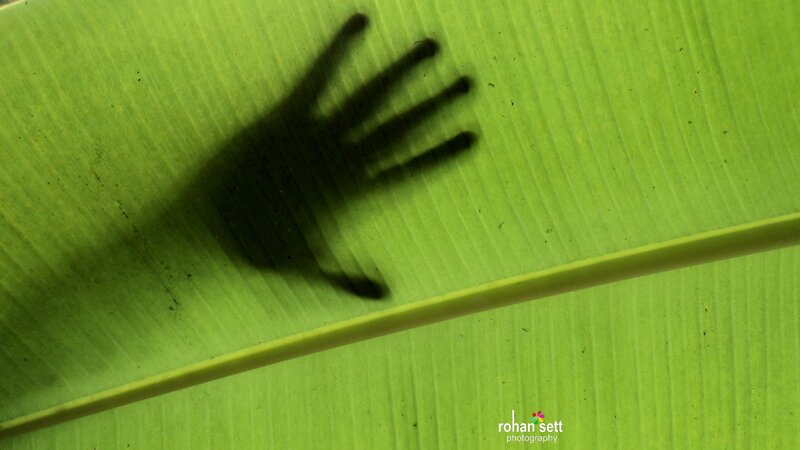 Hand Shadow on Leaf