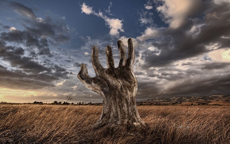 Hand-shaped tree in a field