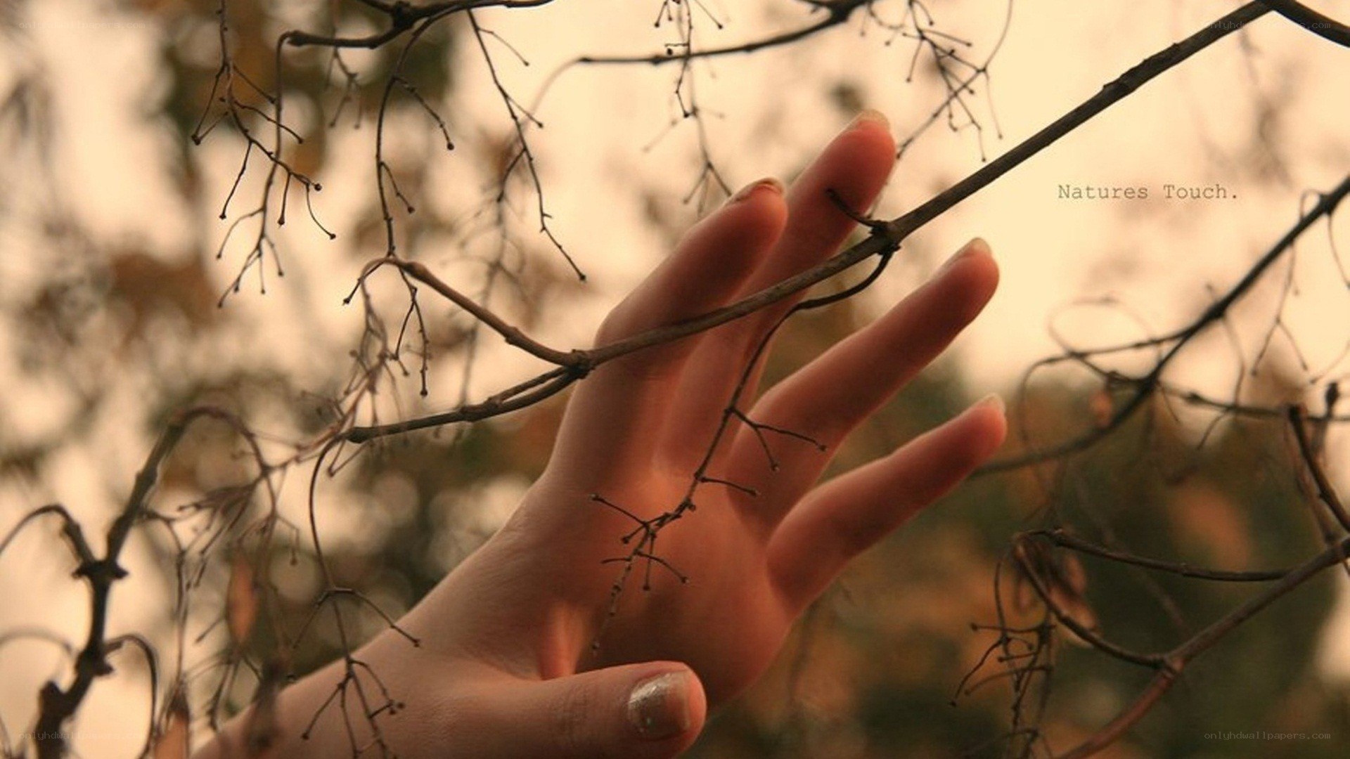 hand touching a branch