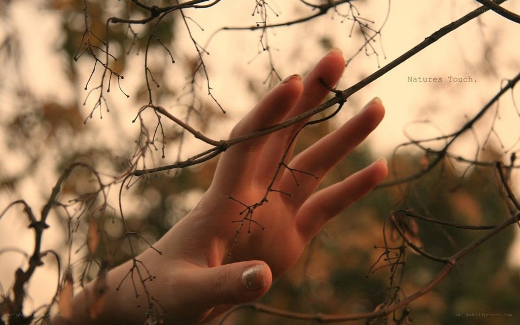 Hand touching a tree branch