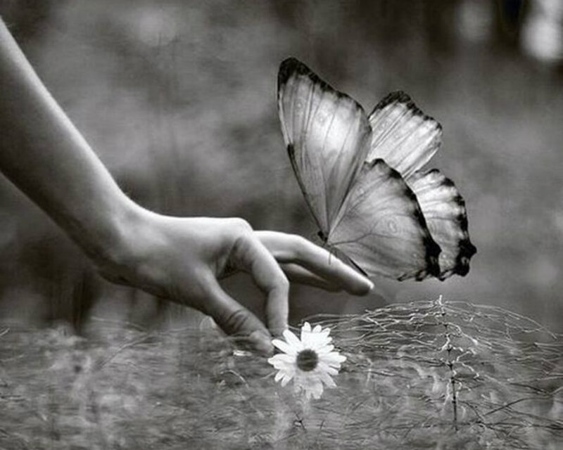 Hand Touching Butterfly — Black