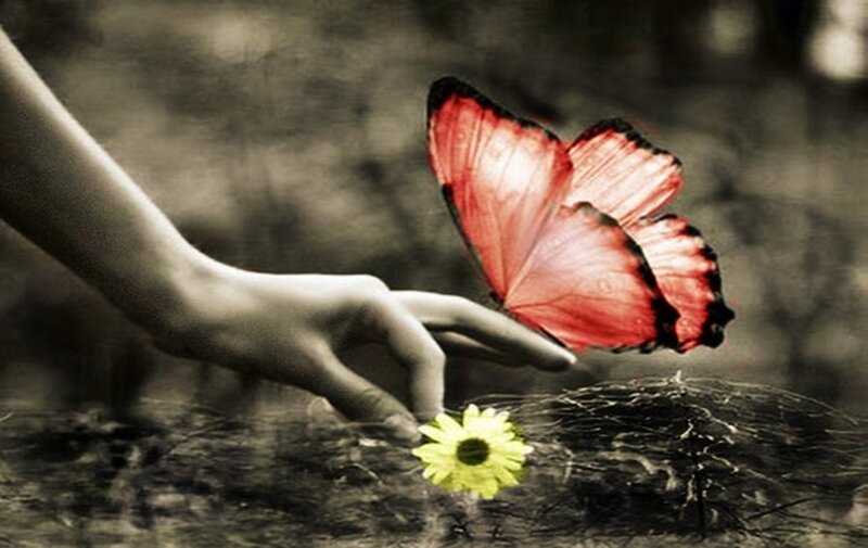 Hand Touching Butterfly — Red