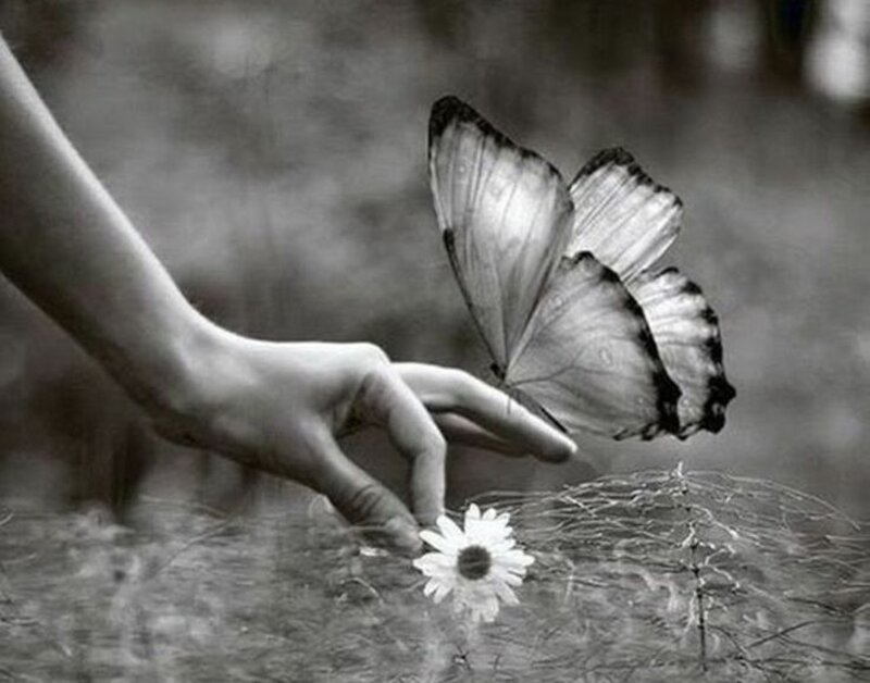 Hand Touching Butterfly
